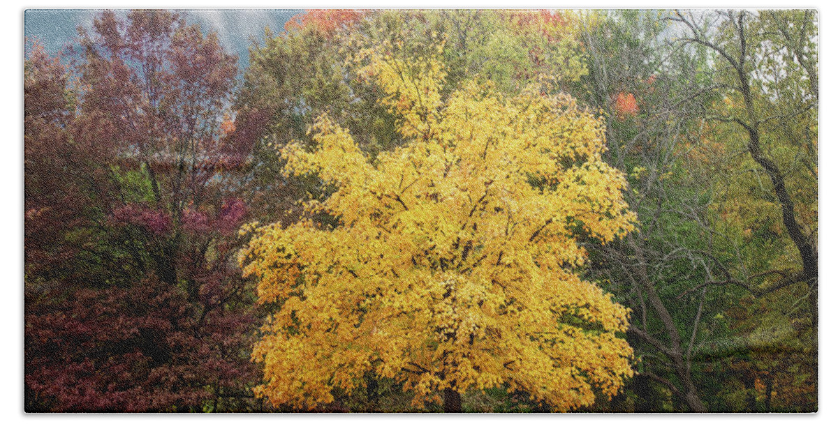 Yellow Leaves Beach Towel featuring the photograph Yellow Autumn by Ed Taylor