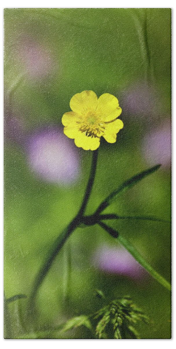 Buttercup Beach Towel featuring the photograph Yellow Buttercup by Christina Rollo
