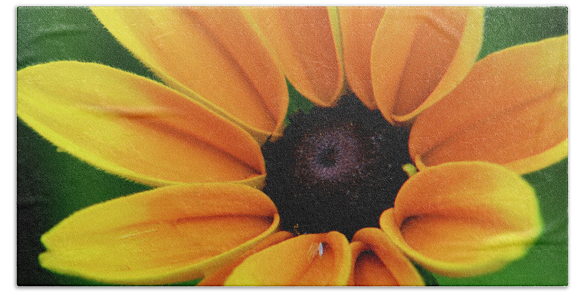 Yellow Flowers Beach Towel featuring the photograph Yellow Flower Black Eyed Susan by Christina Rollo
