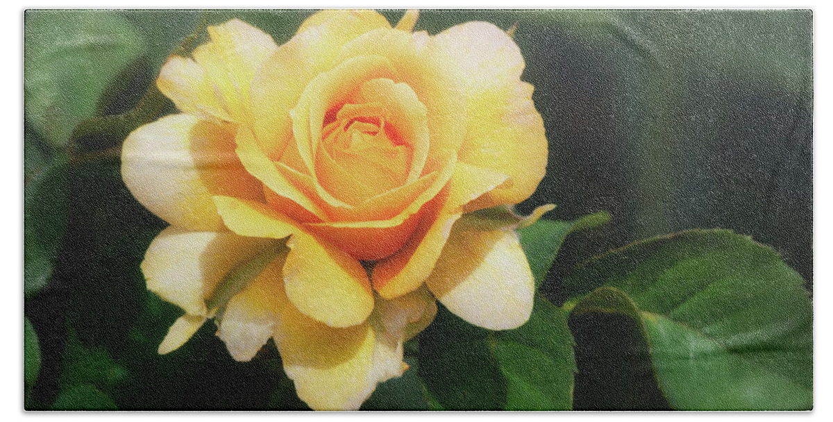 Yellow Rose Beach Towel featuring the photograph Yellow Rose by Saija Lehtonen