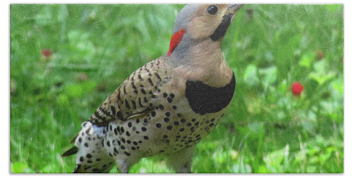 Woodpeckers Beach Towel featuring the photograph Yellow-shafted Northern Flicker by Linda Stern