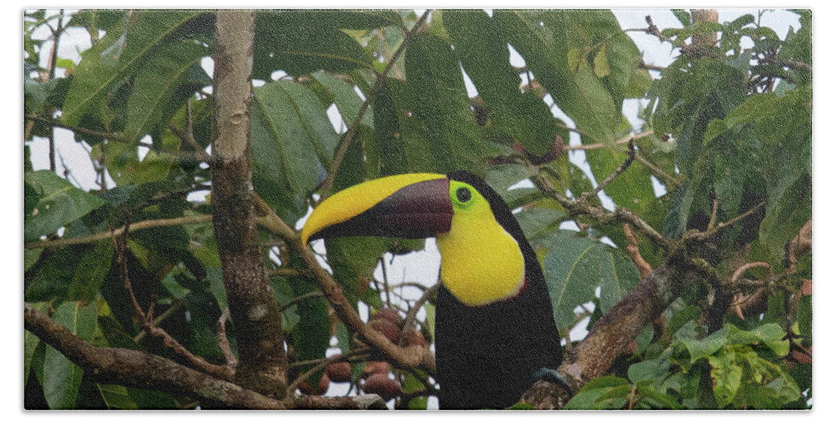 Toucan Beach Towel featuring the photograph Yellow-throated Toucan by Patrick Nowotny