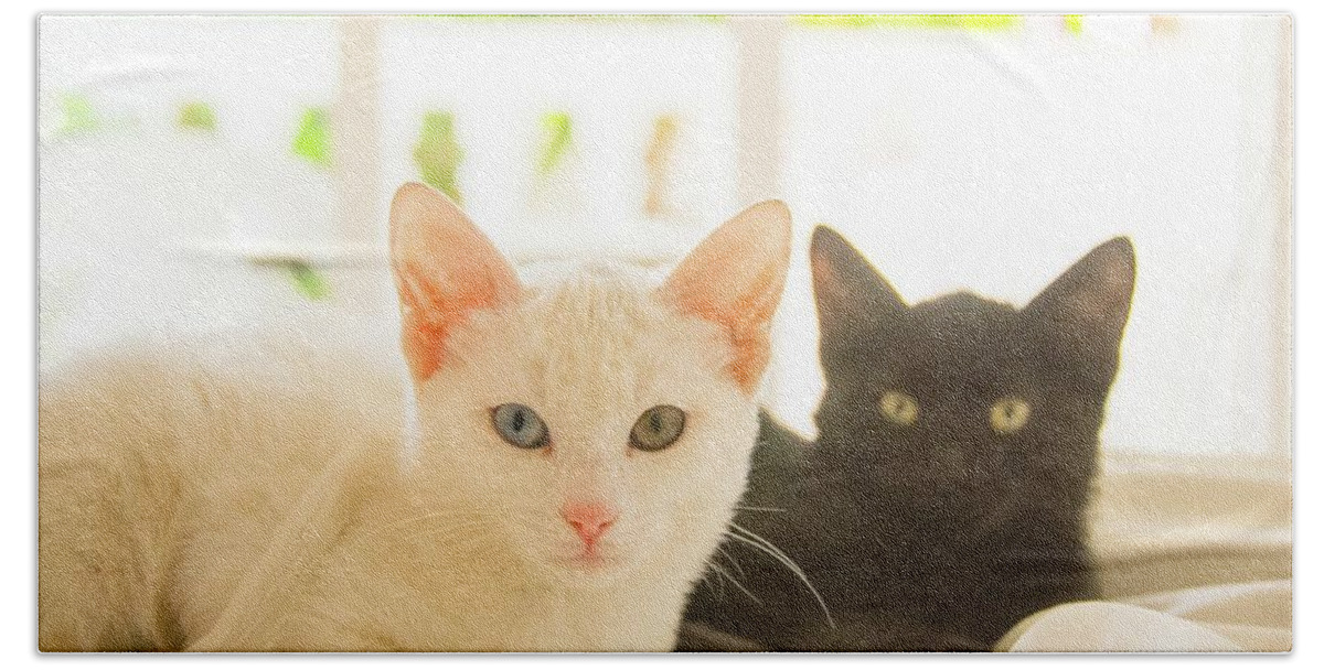 (2) Cats. One Black And One White With A Blue Eye And A Green Eye. Beach Towel featuring the photograph Ying and Yang Kitties by Tito Slack