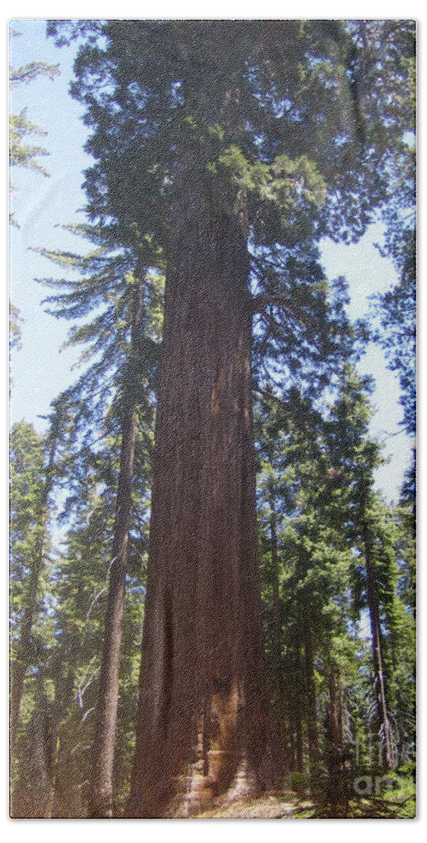 Yosemite Beach Towel featuring the photograph Yosemite National Park Mariposa Grove Giant Ancient Trees View by John Shiron