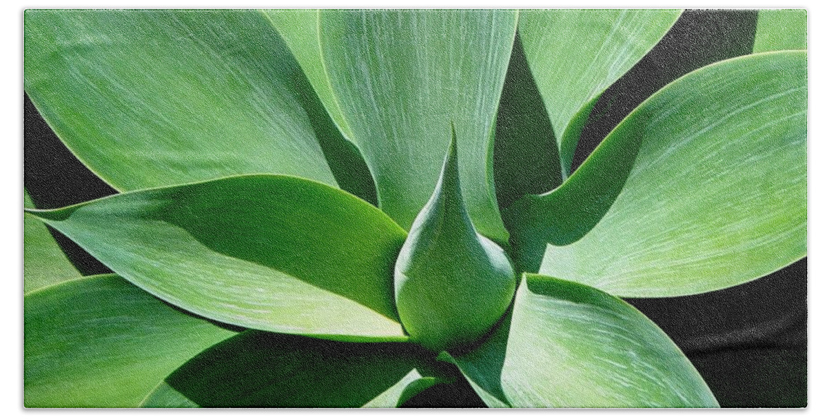 Succulent Beach Towel featuring the photograph Yucca Sun by Kevin B Bohner