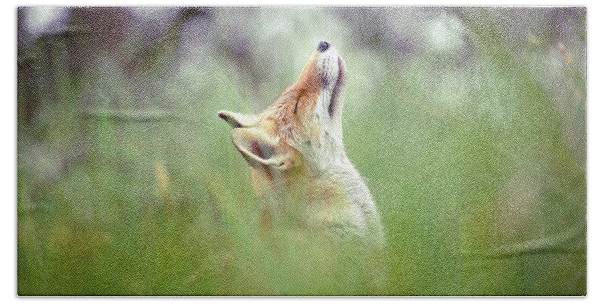 Nature Beach Towel featuring the photograph Zen Fox Series - Nose up in the Air by Roeselien Raimond