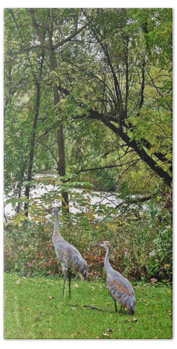 Sandhill Crane; Backyard; Birds; Beach Towel featuring the photograph 2021 Fall Sandhill Cranes 8 by Janis Senungetuk