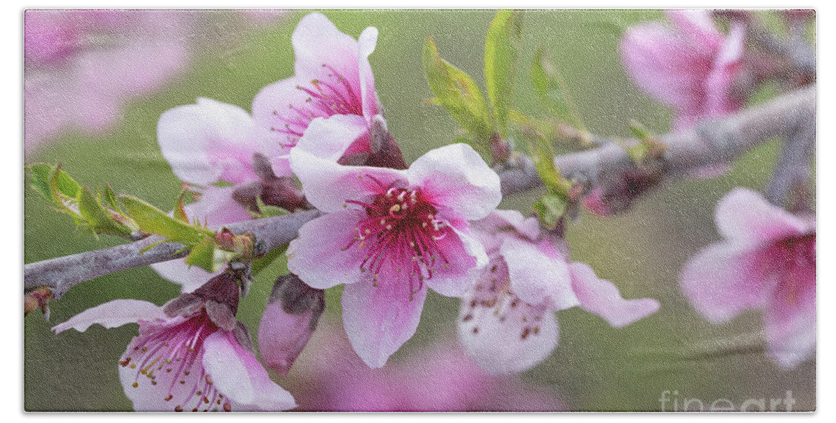 Blossom Beach Towel featuring the photograph Apple Blossoms #1 by Mimi Ditchie