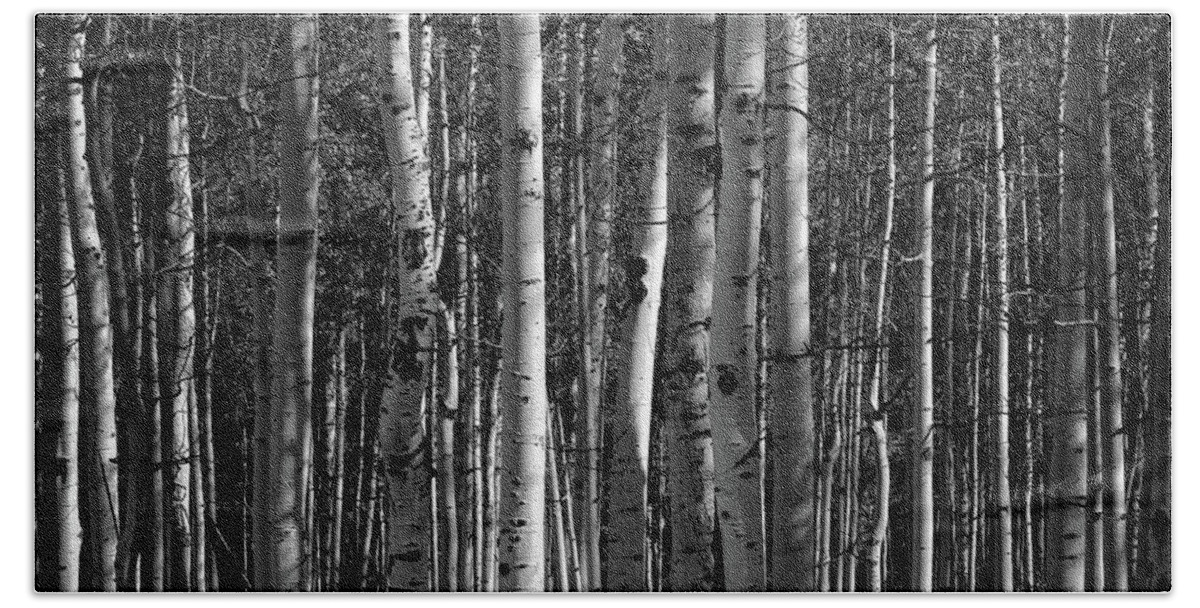 Colorado Beach Towel featuring the photograph Aspen Forest #1 by Doug Sturgess