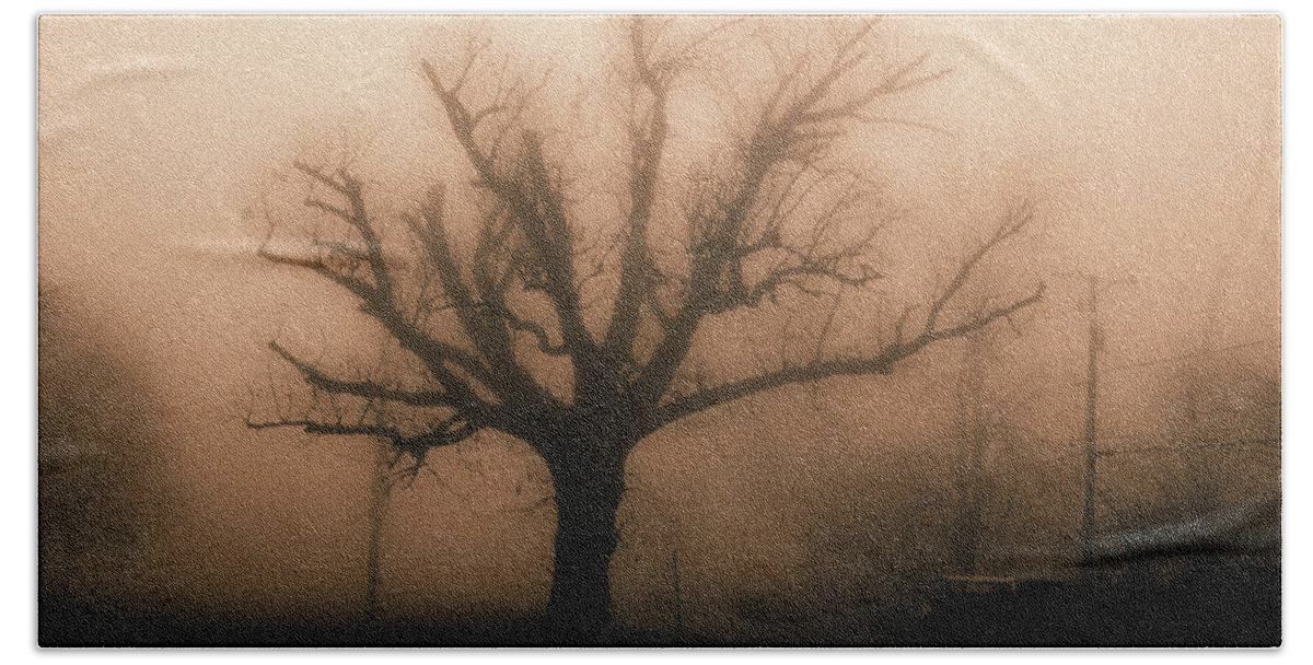 Bare Beach Towel featuring the photograph Bare tree on a foggy morning #1 by David Morehead
