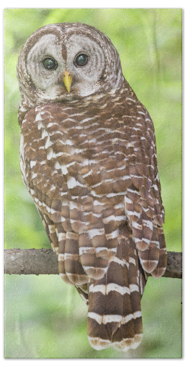 Male Barred Owl Beach Towel featuring the photograph Portrait of a Male Barred owl by Puttaswamy Ravishankar