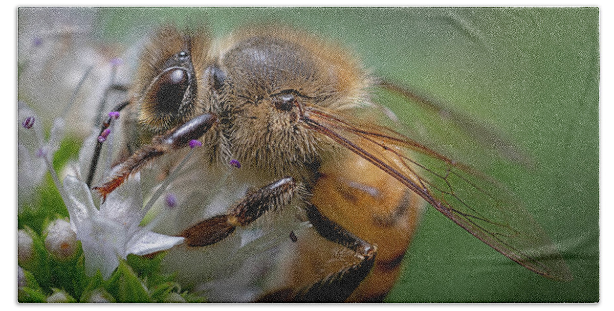 Bee Beach Towel featuring the photograph Bee 2 #1 by Endre Balogh