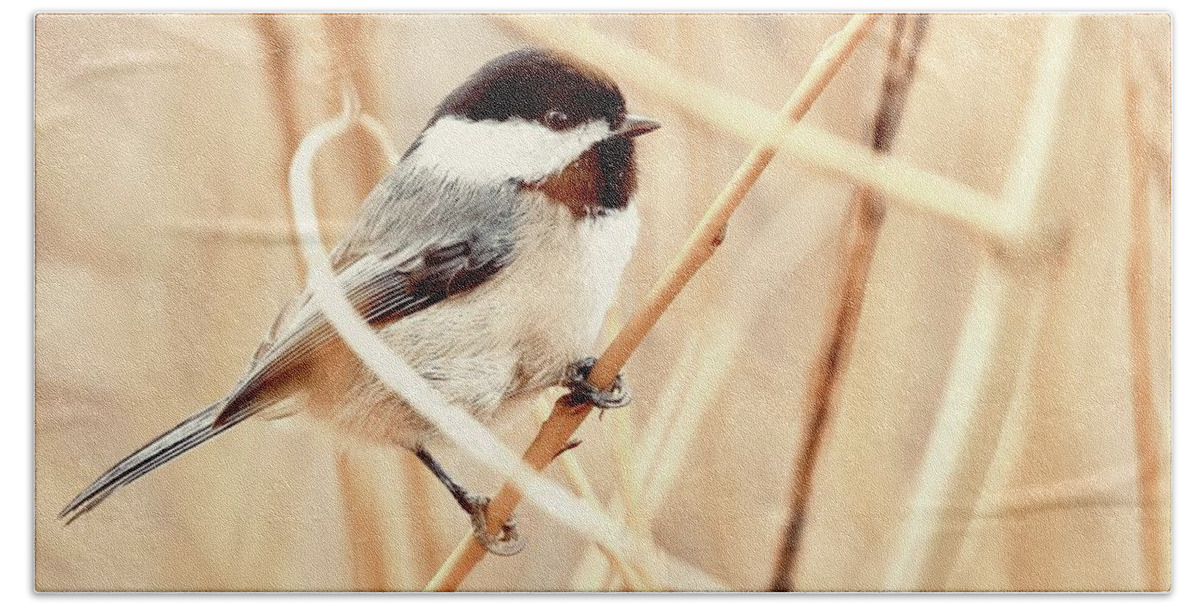  Beach Towel featuring the digital art Black Capped Chickadee #1 by Birdly Canada