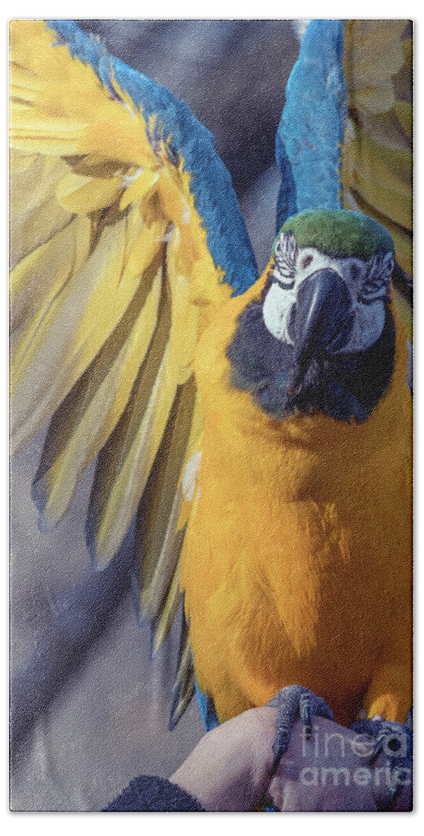 Macaw Beach Towel featuring the photograph Blue and Gold Macaw #1 by Kristine Anderson