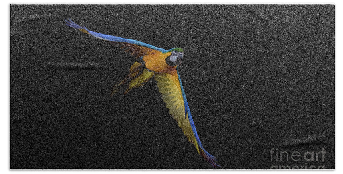 Brazil Beach Towel featuring the photograph Blue Yellow Macaw #1 by Patrick Nowotny