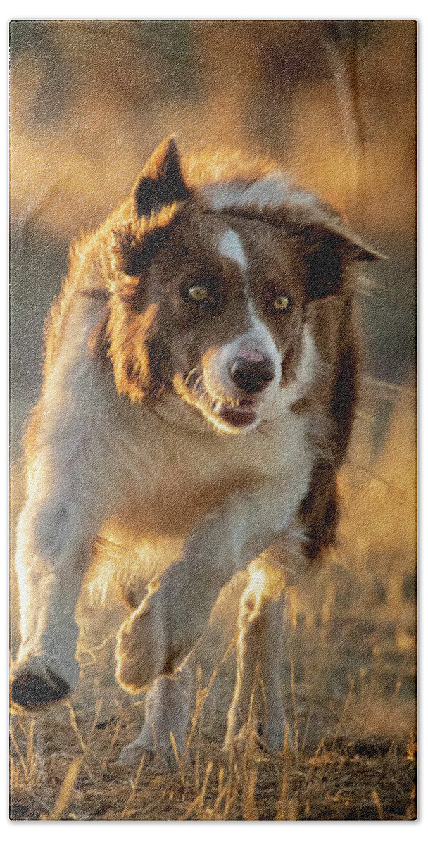 Border Collie Beach Towel featuring the photograph Border Collie #1 by Diana Andersen