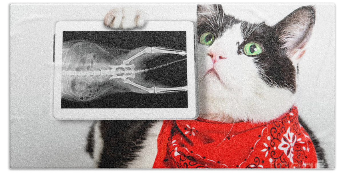 X Ray Beach Towel featuring the photograph Cat with X ray plate #1 by Benny Marty