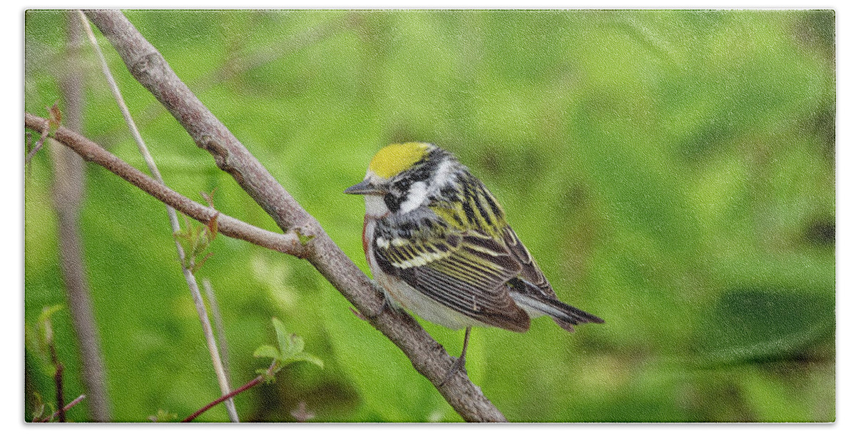 Aves Beach Towel featuring the photograph Chestnut-sided warbler #1 by SAURAVphoto Online Store