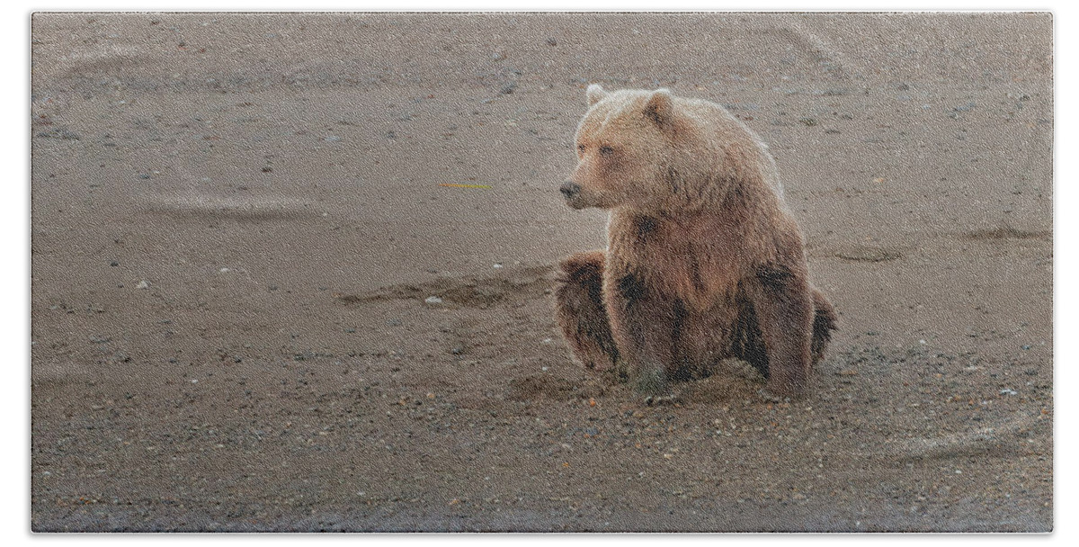 Wild Beach Towel featuring the photograph Coastal Brown Bear waiting on dinner #1 by Gary Langley