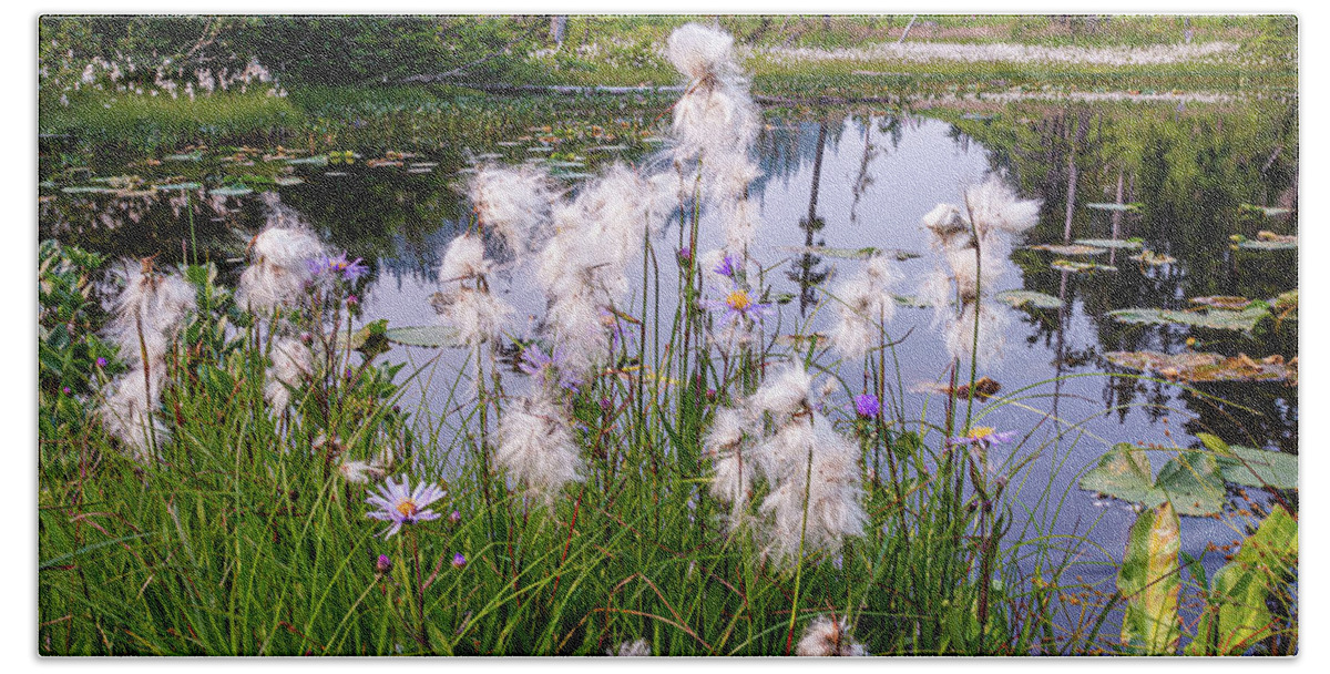 Flowers Beach Towel featuring the photograph Cotton Grass #1 by Claude Dalley