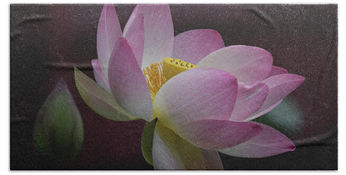 Lotus Flower Beach Towel featuring the photograph Enlightenment #1 by Fraida Gutovich