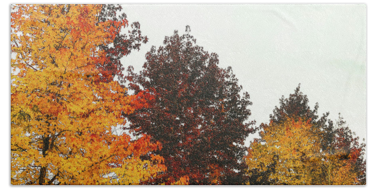 Trees Beach Towel featuring the photograph Fall by Anamar Pictures