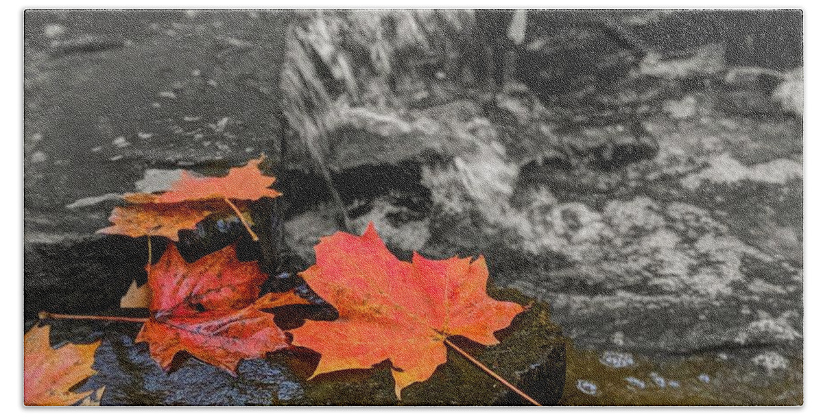  Beach Towel featuring the photograph Fall Leaves by Brad Nellis