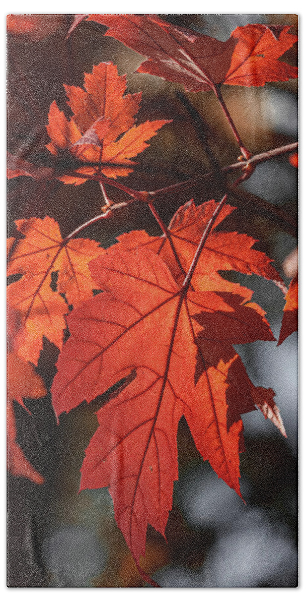 Leaf Beach Towel featuring the photograph Fall Leaves #1 by Rick Nelson