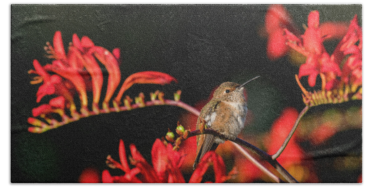 Animals Beach Towel featuring the photograph Female Rufous Hummingbird at Rest by Robert Potts