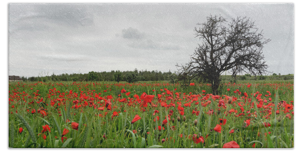 Poppy Anemone Beach Towel featuring the photograph Field full of red beautiful poppy anemone flowers and a lonely dry tree. Spring time, spring landscape Cyprus. by Michalakis Ppalis