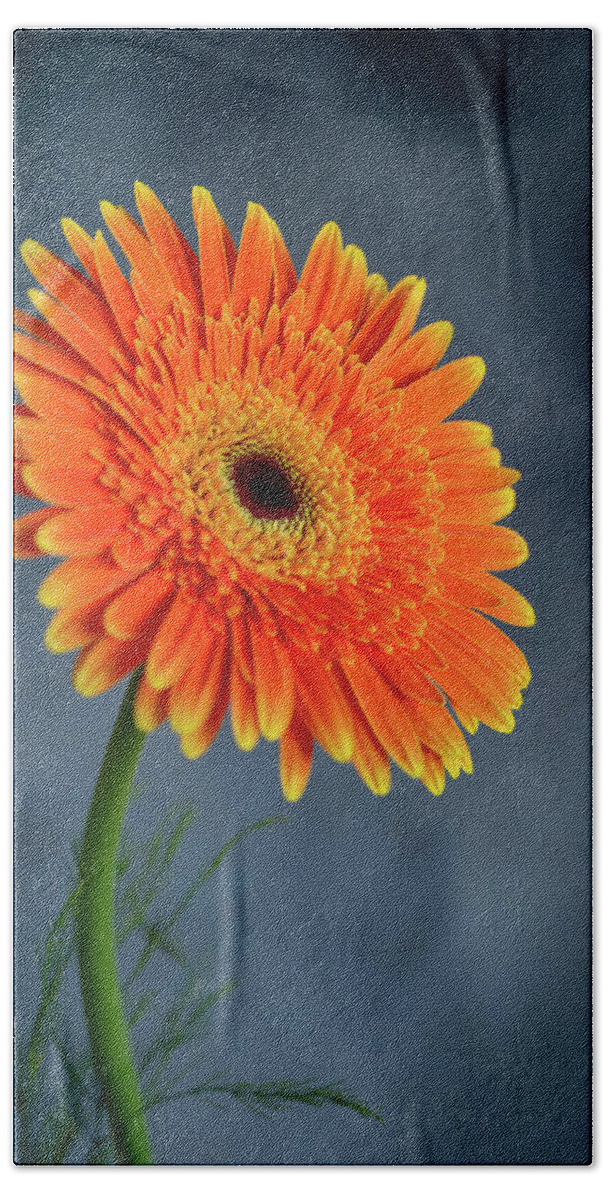 Daisies Beach Towel featuring the photograph Fresh beautiful orange daisy flower blossom. Blooming flower by Michalakis Ppalis
