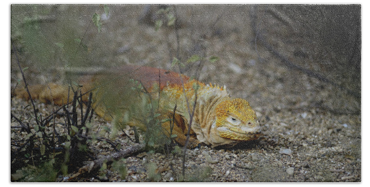 Republic Of Ecuador Beach Towel featuring the photograph Galapagos land iguana, Conolophus subcristatus, Urbina Bay, Isabela Island, Galapagos Islands, Ecuador #1 by Kevin Oke