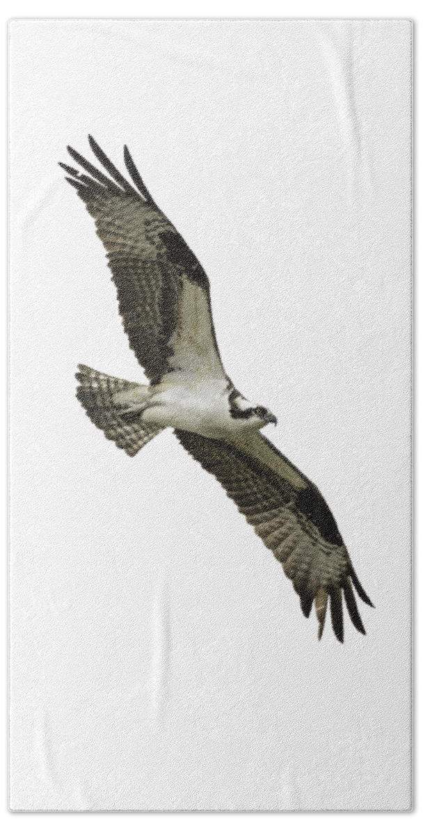 Osprey Beach Towel featuring the photograph Isolated Osprey 2021-1 by Thomas Young