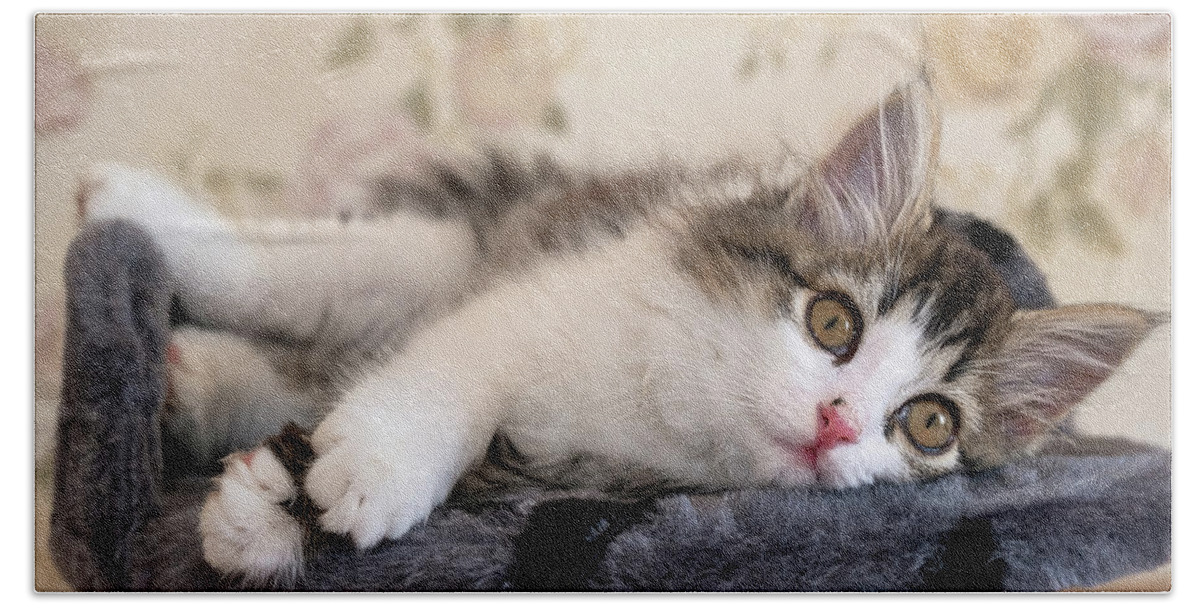 Cat Beach Towel featuring the photograph Kitten Lying On Bed And Looking At Camera #1 by Mikhail Kokhanchikov