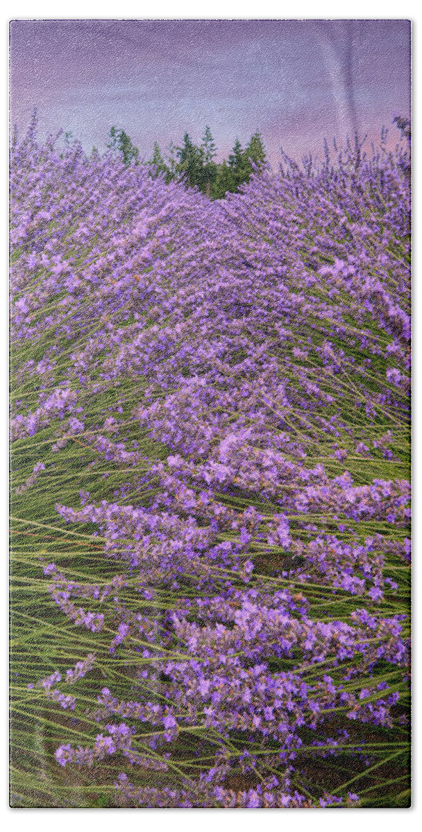 Lavender Beach Towel featuring the photograph Lavender Field #1 by Minnie Gallman