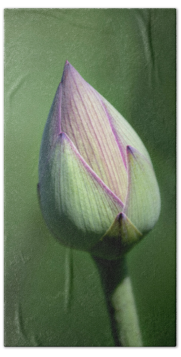 Flower Beach Towel featuring the photograph Lotus Bud #1 by Gary Geddes