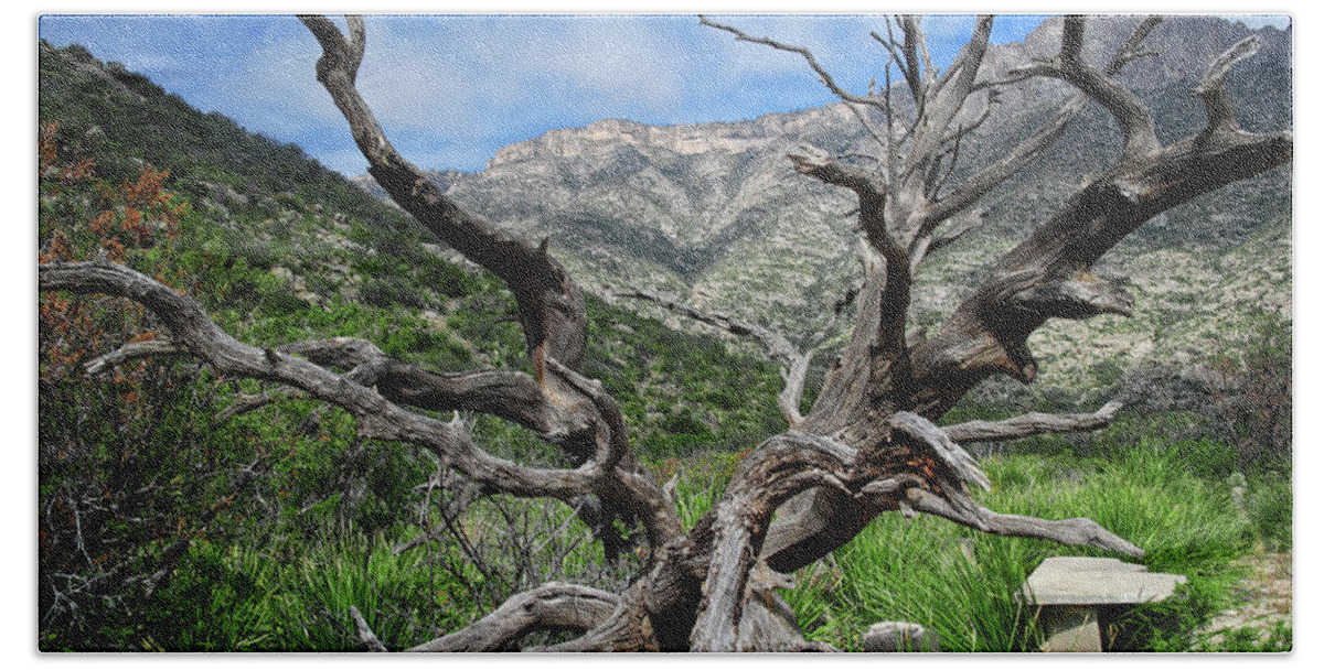 Texas Beach Towel featuring the photograph McKittrick Canyon Tree #1 by George Taylor
