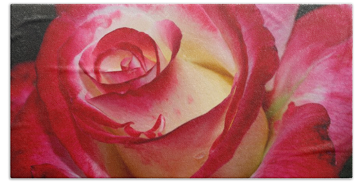 Rose Beach Towel featuring the photograph Multi-colored Rose by Mingming Jiang