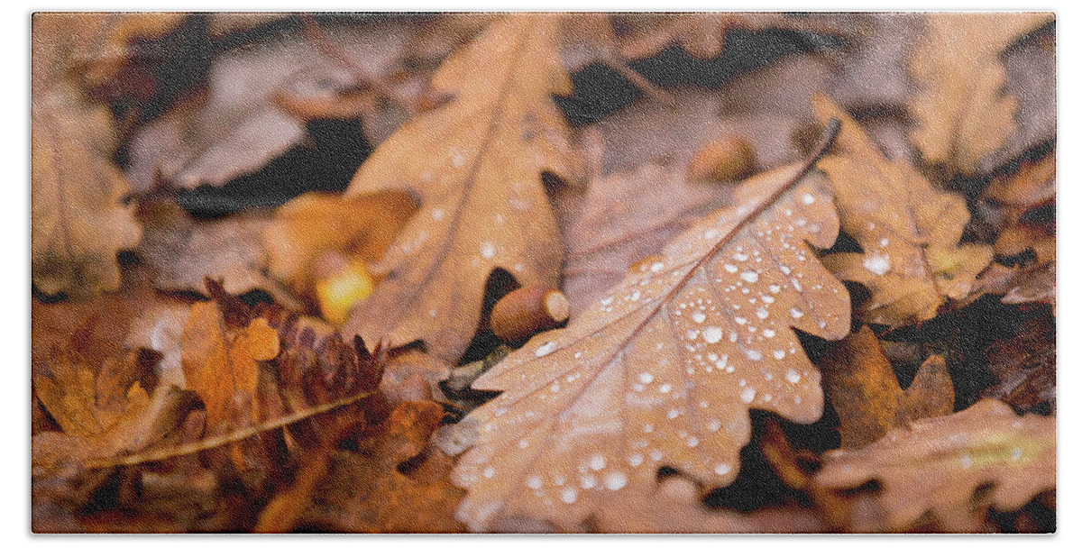 Fall Beach Towel featuring the photograph Oak Leaves and rain drops by Anita Nicholson