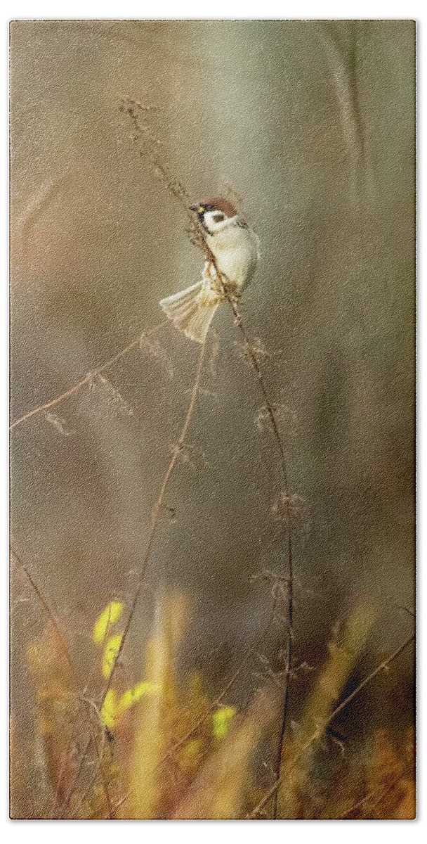 A Finch Enjoys The Morning Beach Towel featuring the photograph On Top #1 by Rose-Marie Karlsen