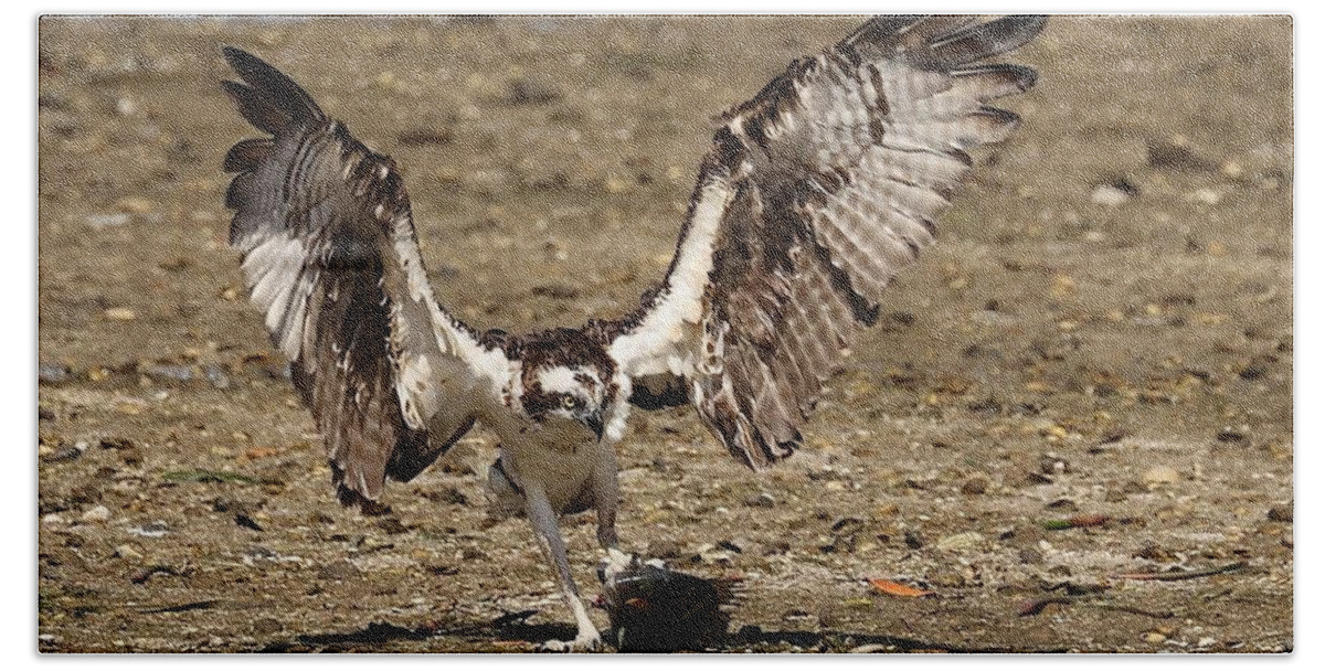 Osprey Beach Towel featuring the photograph Osprey and Its Catch #1 by Mingming Jiang