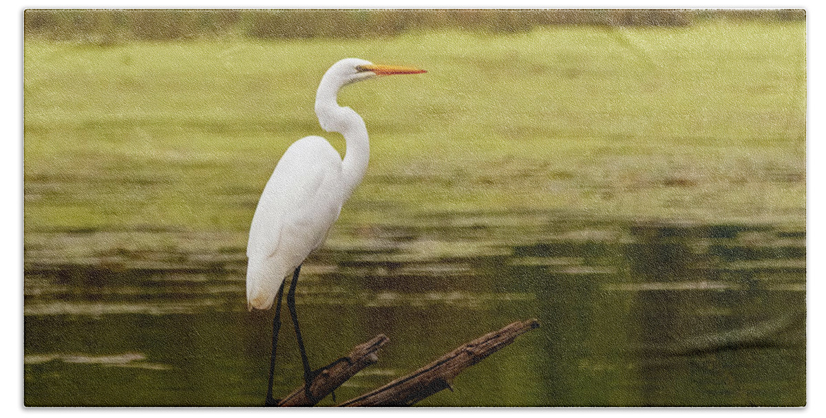Bird Beach Towel featuring the photograph Perched Great Egret #1 by Ira Marcus