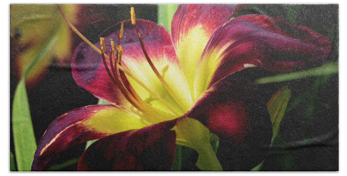 Photograph Beach Towel featuring the photograph Persian Ruby Daylily II #2 by Suzanne Gaff