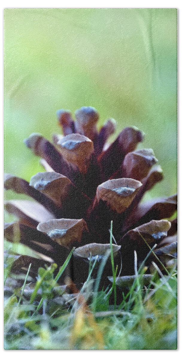 Tree Beach Sheet featuring the photograph Pine Cone #1 by Kuni Photography