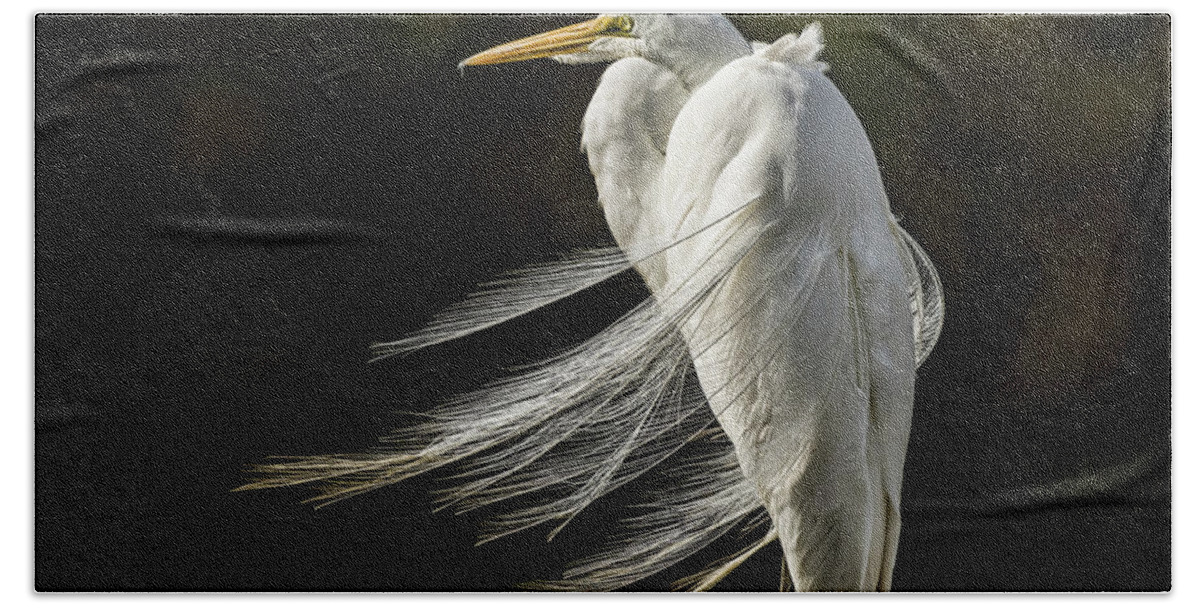 Egret Beach Sheet featuring the photograph Posing Egret #1 by Joe Granita
