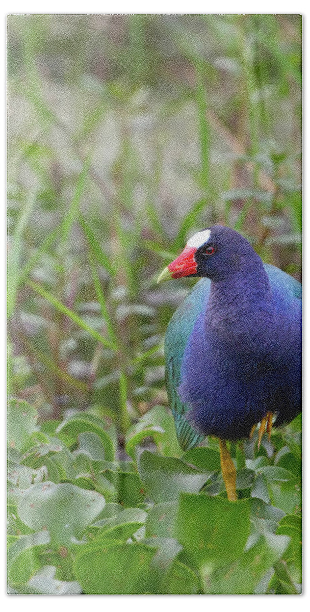 Swamps Beach Towel featuring the photograph Purple Gallinule #1 by Jim E Johnson
