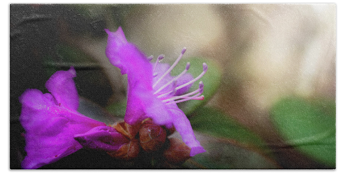 Purple Rhododendron Blossom Beach Towel featuring the photograph Purple Rhododendron Print #1 by Gwen Gibson