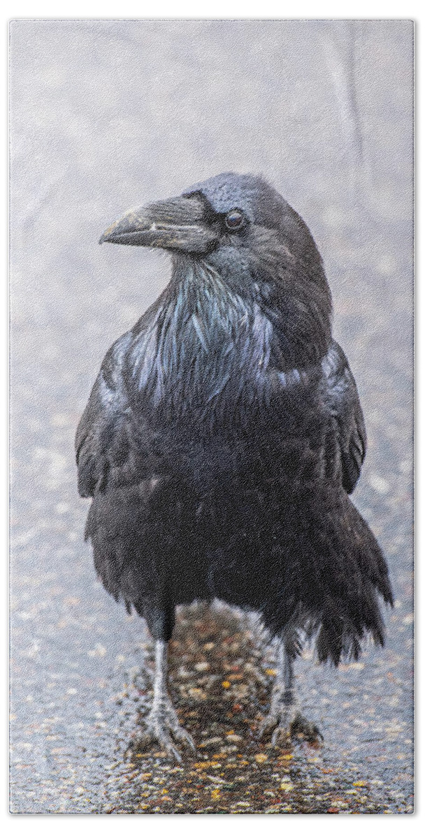Crow Beach Towel featuring the photograph Raven #1 by Paul Freidlund