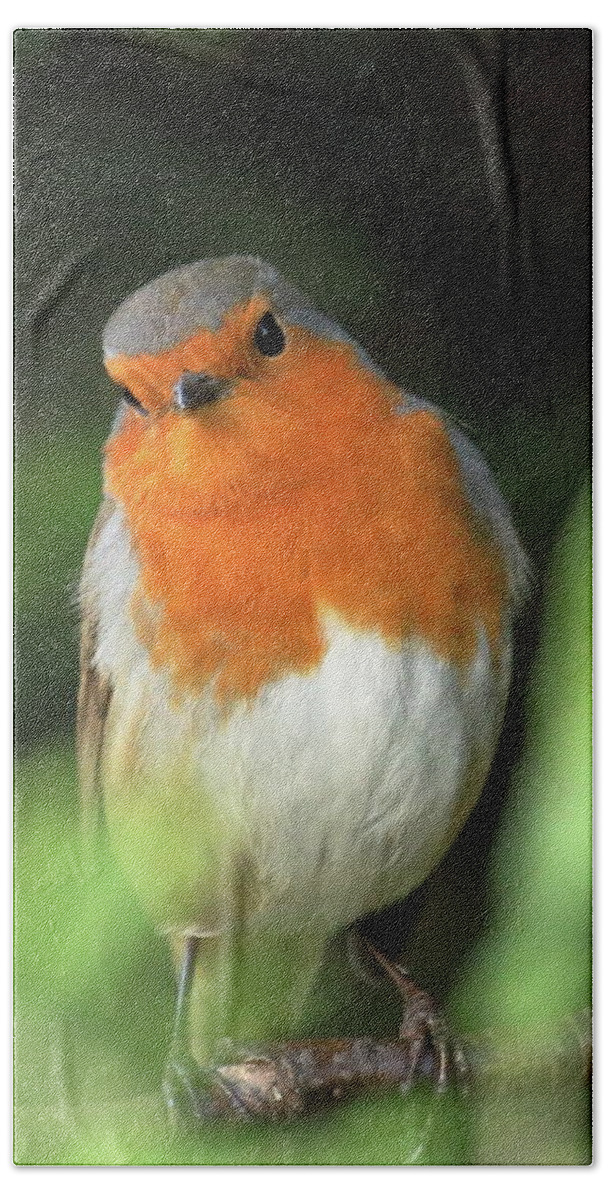 Robin Beach Towel featuring the photograph Robin #1 by Jeff Townsend