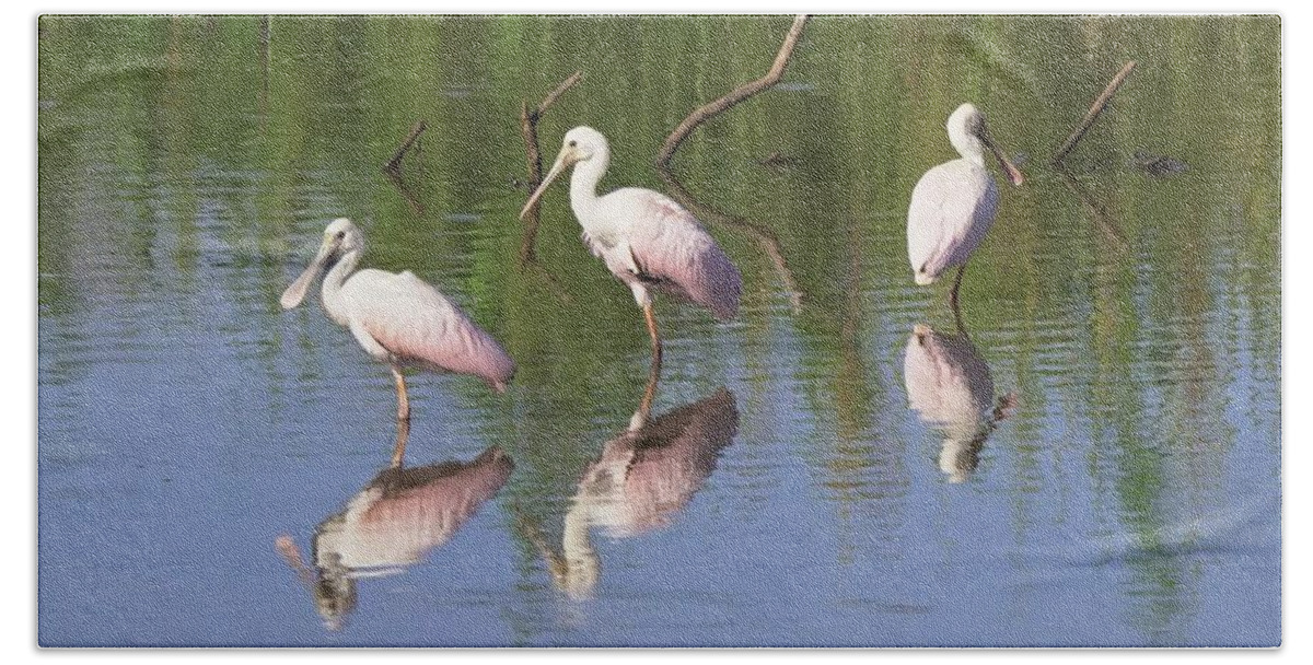 Animal Wildlife Beach Towel featuring the photograph Roseate Spoonbill Waterbirds #1 by Dennis Boyd